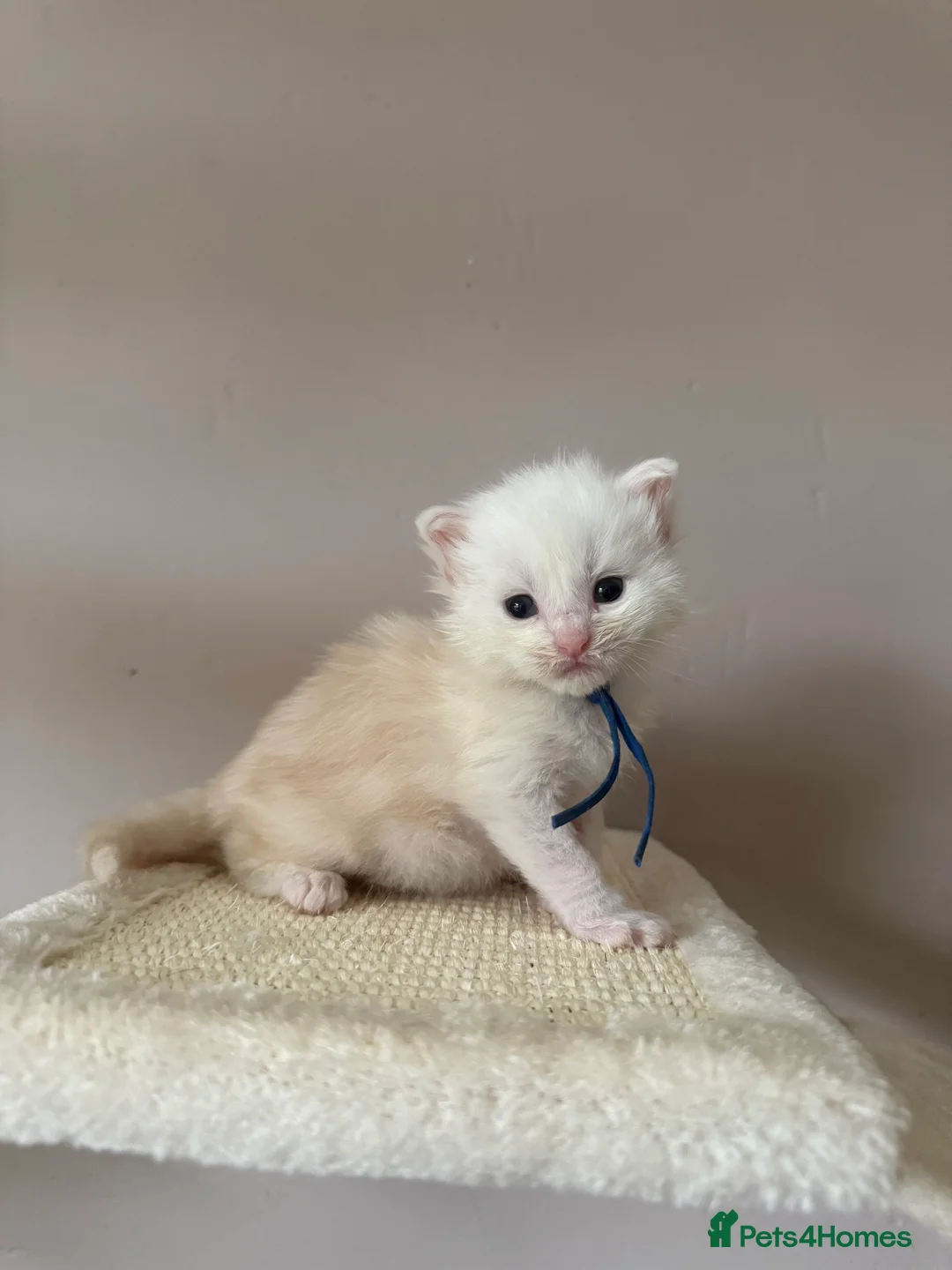 Maine Coon cats for sale: LAST MALE KITTEN RED SILVER SHADED - Advert 1