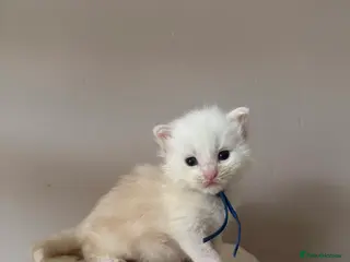 Maine Coon cats LAST MALE KITTEN RED SILVER SHADED - Advert 2