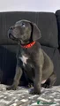 Cane Corso Puppy 2