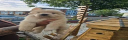 German Shepherd dogs for sale: German shepherd  - Advert 4