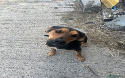 Huntaway dogs for sale: Two lovely young bitches 👀🏡 - Image 6