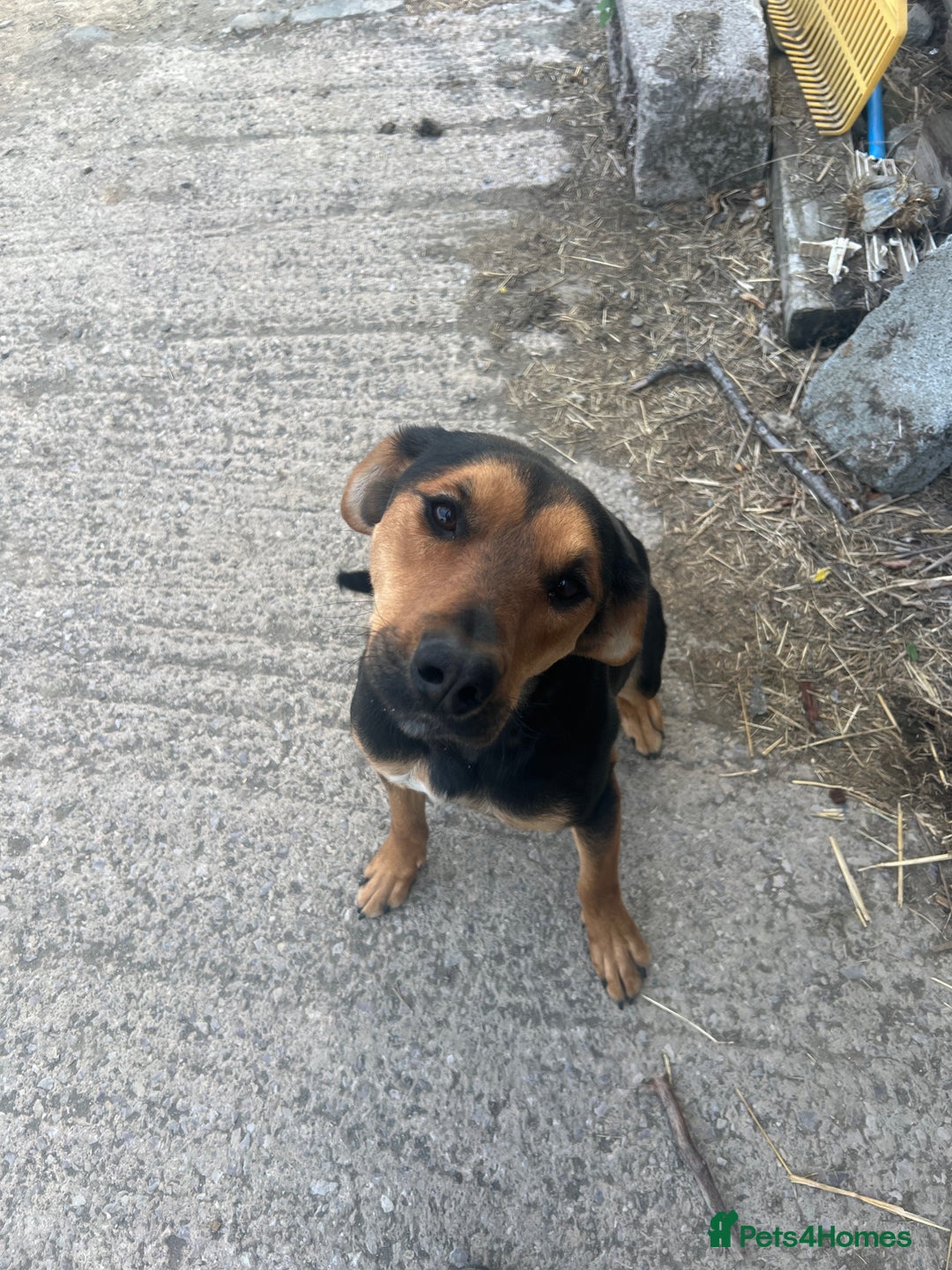 Huntaway dogs for sale: Two lovely young bitches 👀🏡 - Image 6