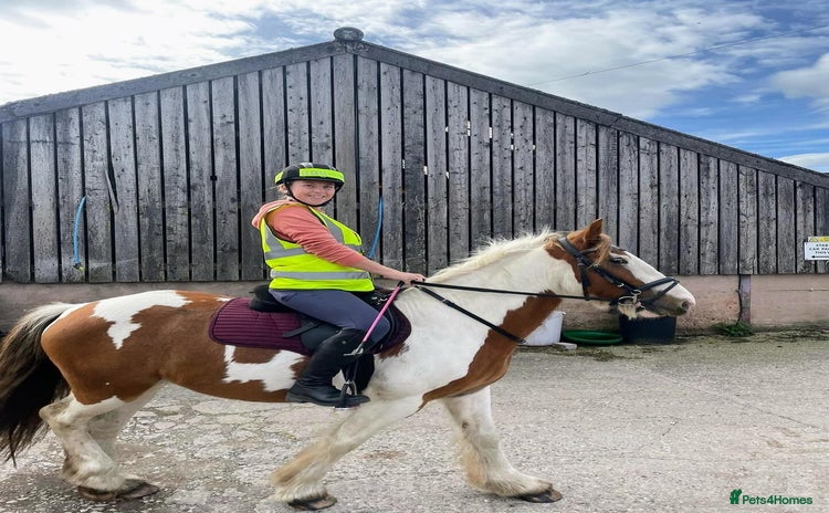Irish Cob horses - Advert 1