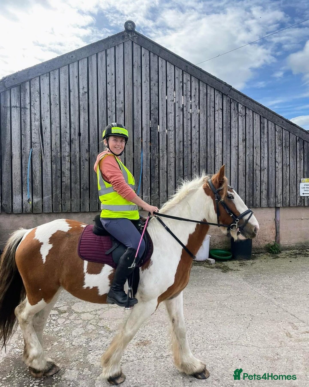 Irish Cob horses for sale: 5 yo skewbald cob 13.3 hh  - Image 1