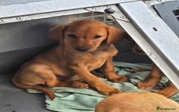 Labrador Retriever dogs for sale: Last Beautiful Fox Red KC Reg Lab Pups READY NOW - Image 4