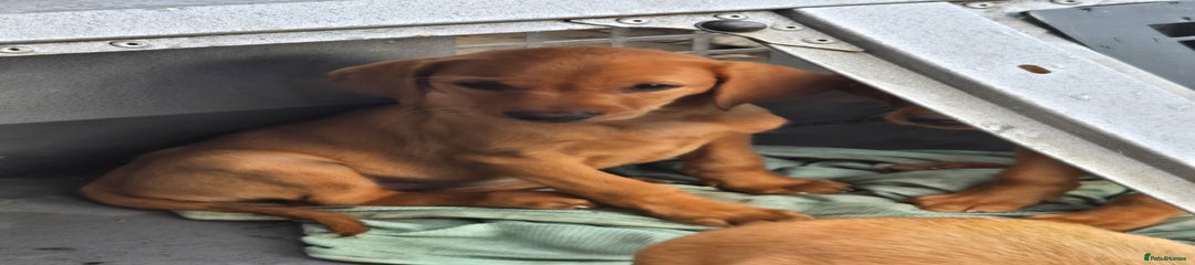 Labrador Retriever Puppy 2