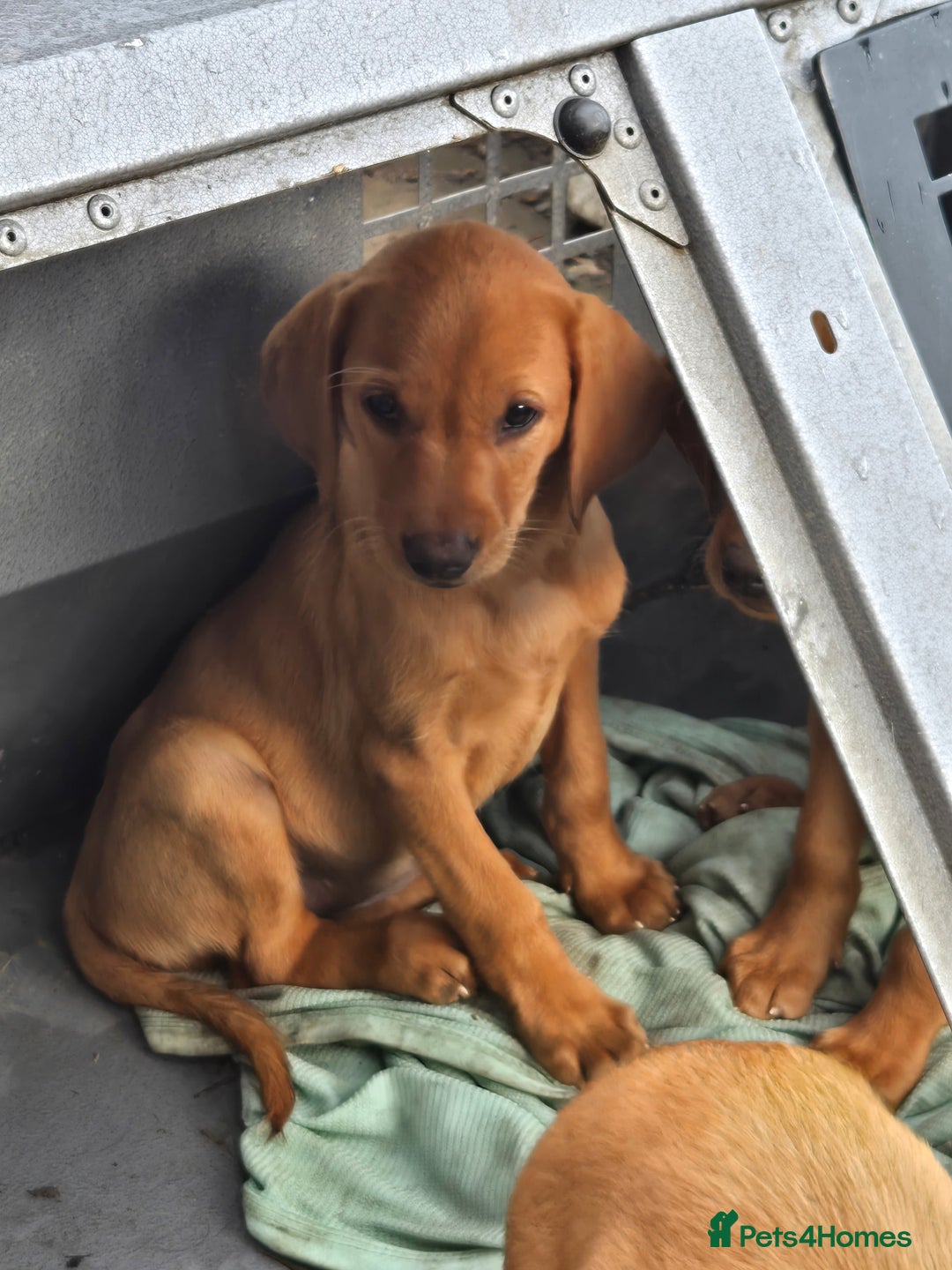 Labrador Retriever dogs for sale: Last Beautiful Fox Red KC Reg Lab Pups READY NOW - Image 4