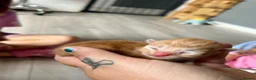 Mixed Breed cats for sale: Long haired ginger females kittens - Advert 20