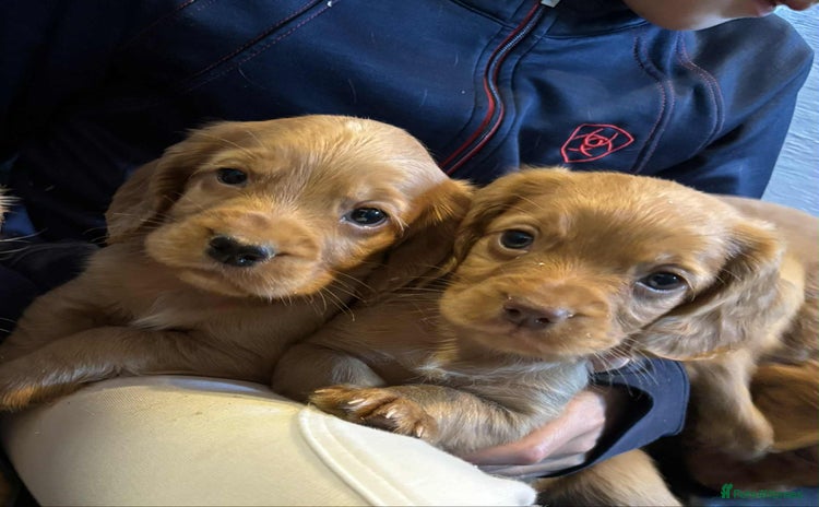 Cocker Spaniel dogs - Advert 2