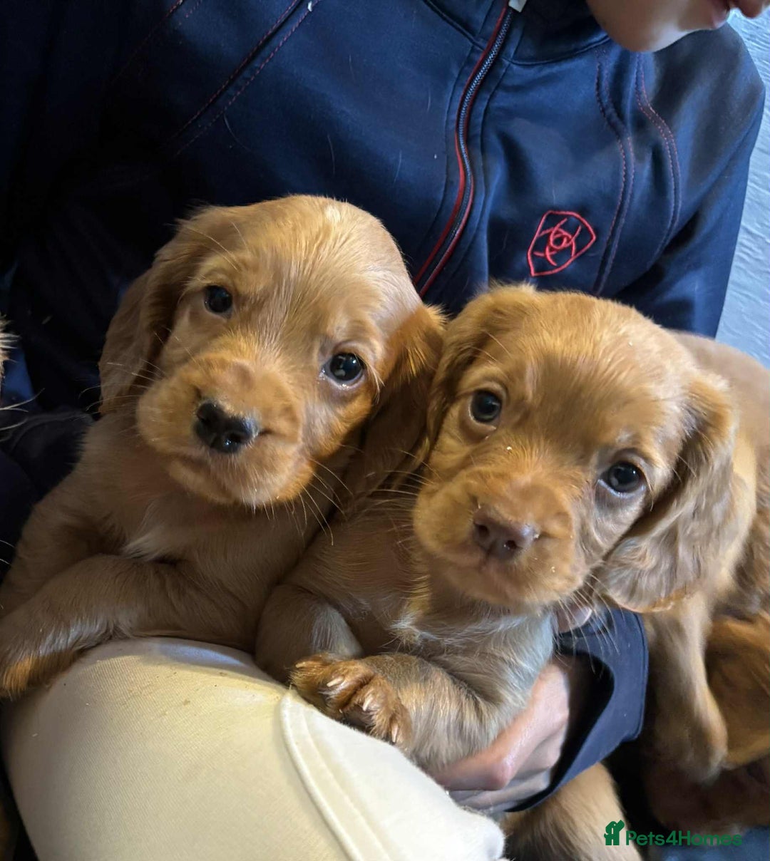 Cocker Spaniel dogs for sale: Beautiful Working Cocker Spaniel Puppies  - Image 1