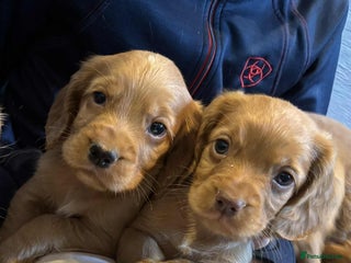Cocker Spaniel dogs - Advert 3