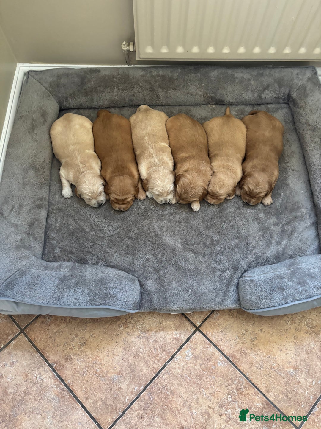 Golden Retriever dogs for sale: Beautiful KC Registered Golden Retrievers for Sale - Image 5