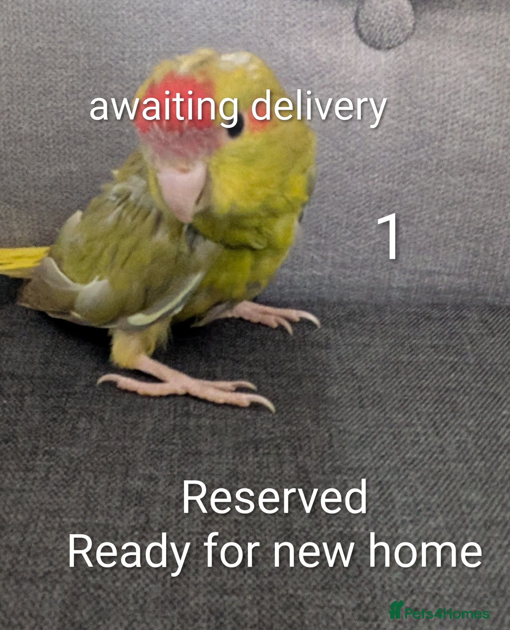 Parrots birds Baby Khakarikis  number 3 to go. - Advert 7