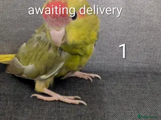 Parrots birds Baby Khakarikis number 3 to go. - Advert 7