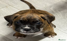Boxer dogs for sale: Beautiful boxer puppies  - Image 4