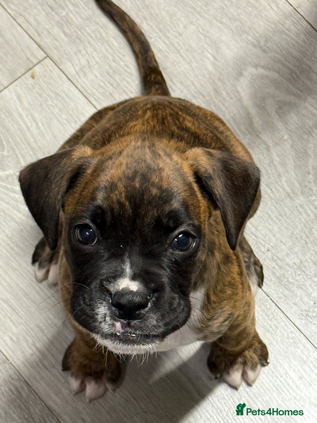 Boxer dogs for sale: Beautiful boxer puppies  - Image 4