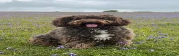 Mixed Breed dogs for sale: Spanish Water dog x Show Cocker Spaniel in Cromer - Advert 1