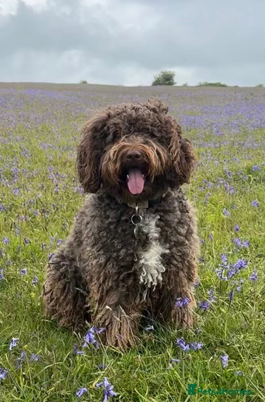 Mixed Breed dogs for sale: Spanish Water dog x Show Cocker Spaniel in Cromer - Advert 1
