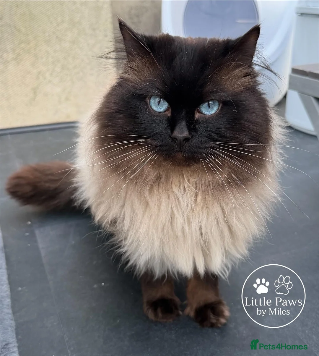 Ragdoll cats for stud: Exceptional GCCF Ragdoll - Advert 1