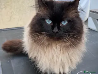 Ragdoll cats Exceptional GCCF Ragdoll - Advert 9