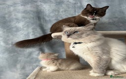 Ragdoll cats for sale: Unique patterned fluffy Ragdoll kittens - Image 25