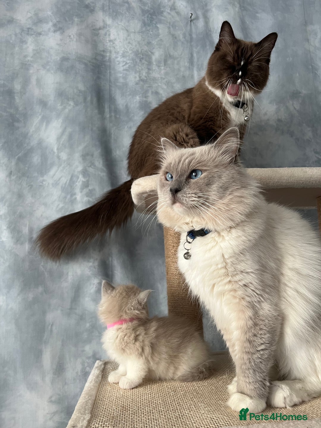 Ragdoll cats for sale: Unique patterned fluffy Ragdoll kittens - Image 25