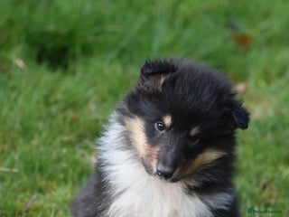 Rough Collie dogs Update 18/12 - 4 puppies still available - Advert 10
