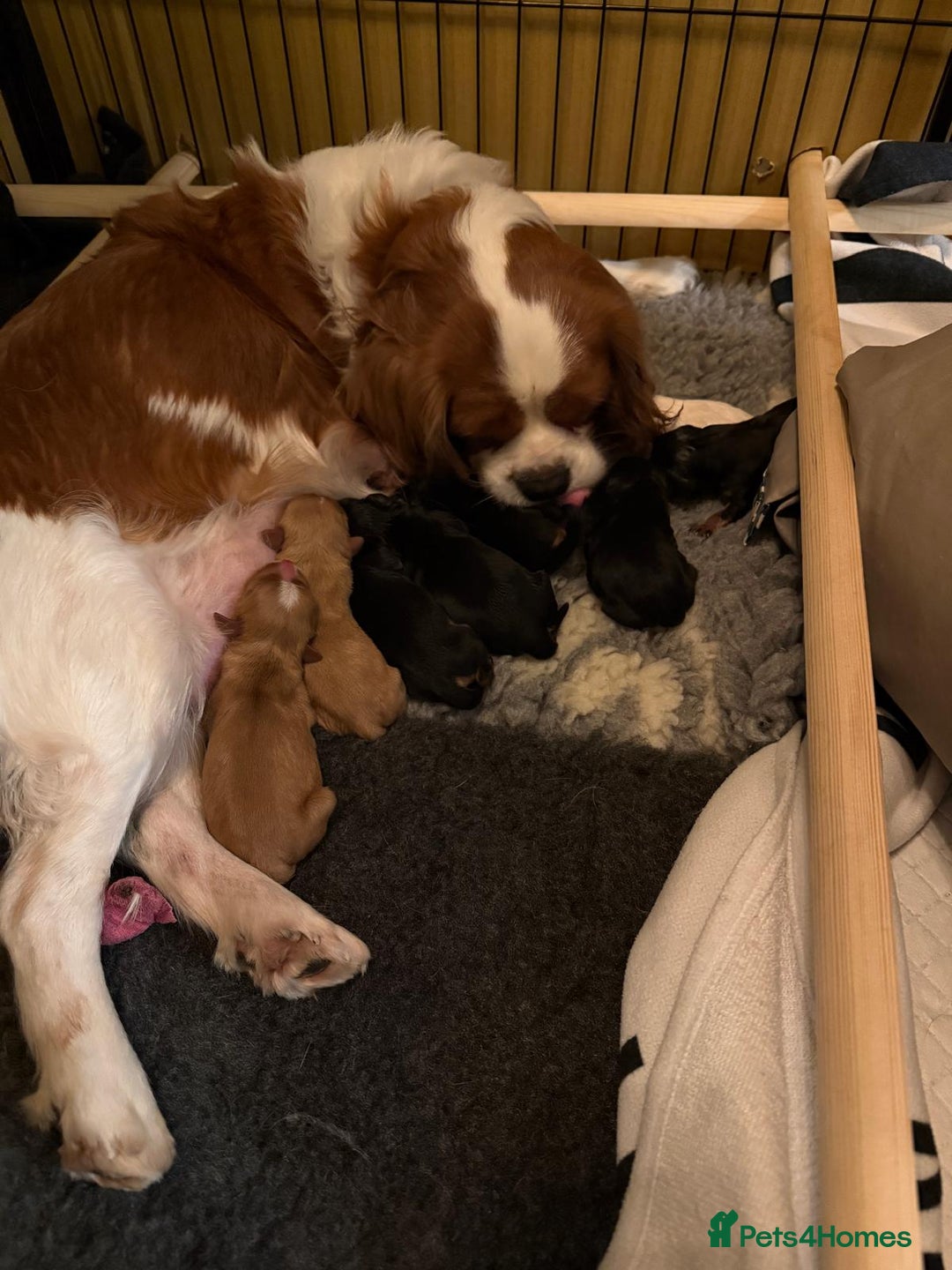 Cavalier King Charles Spaniel dogs for stud: KC Black & Tan Cavalier STUD. DNA & Health Tested - Image 6