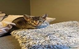 Siamese cats for sale: Siamese mix ragamuffin kitten tabby girl  - Image 2