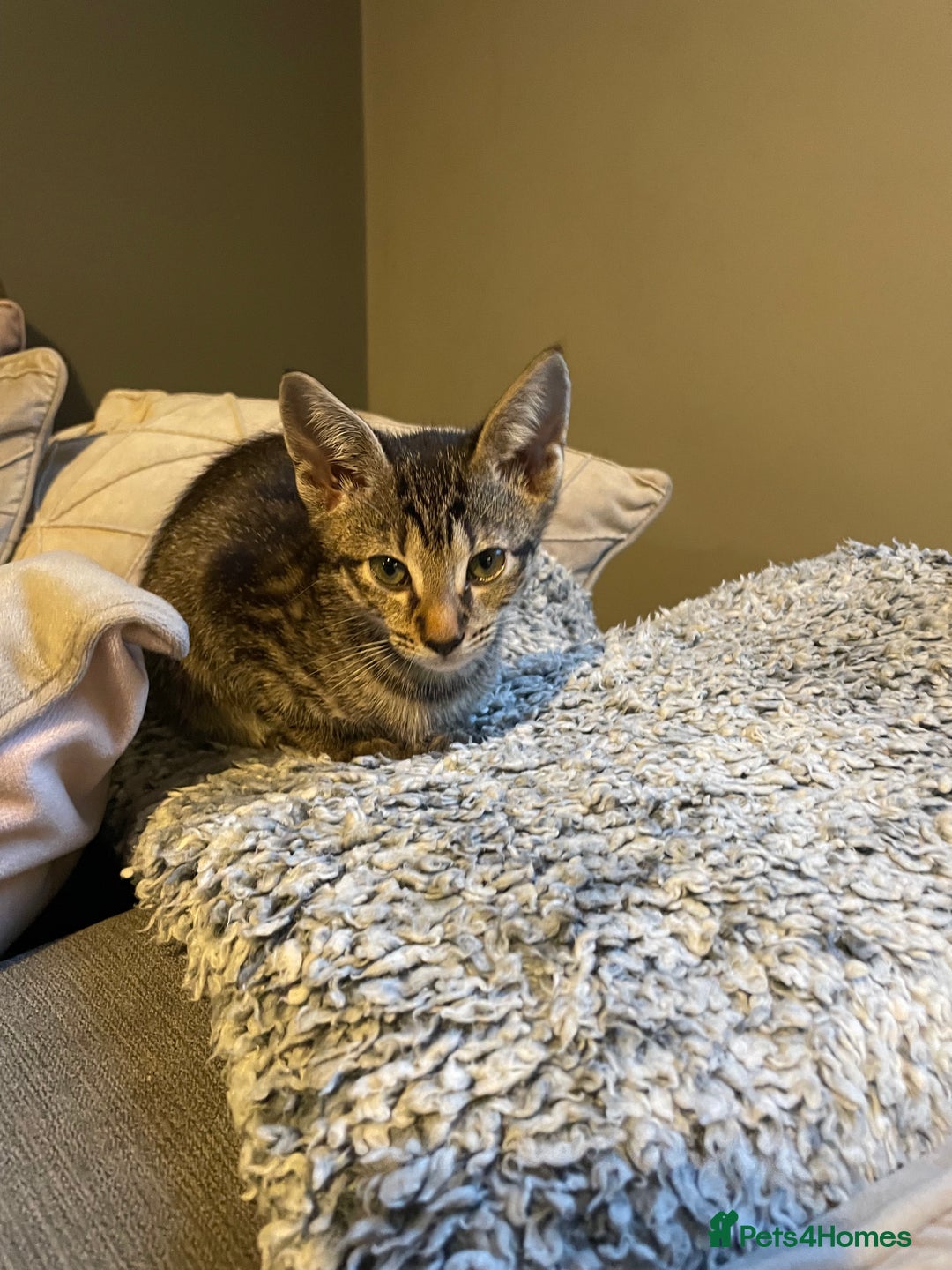 Siamese cats for sale: Siamese mix ragamuffin kitten tabby girl  - Image 2