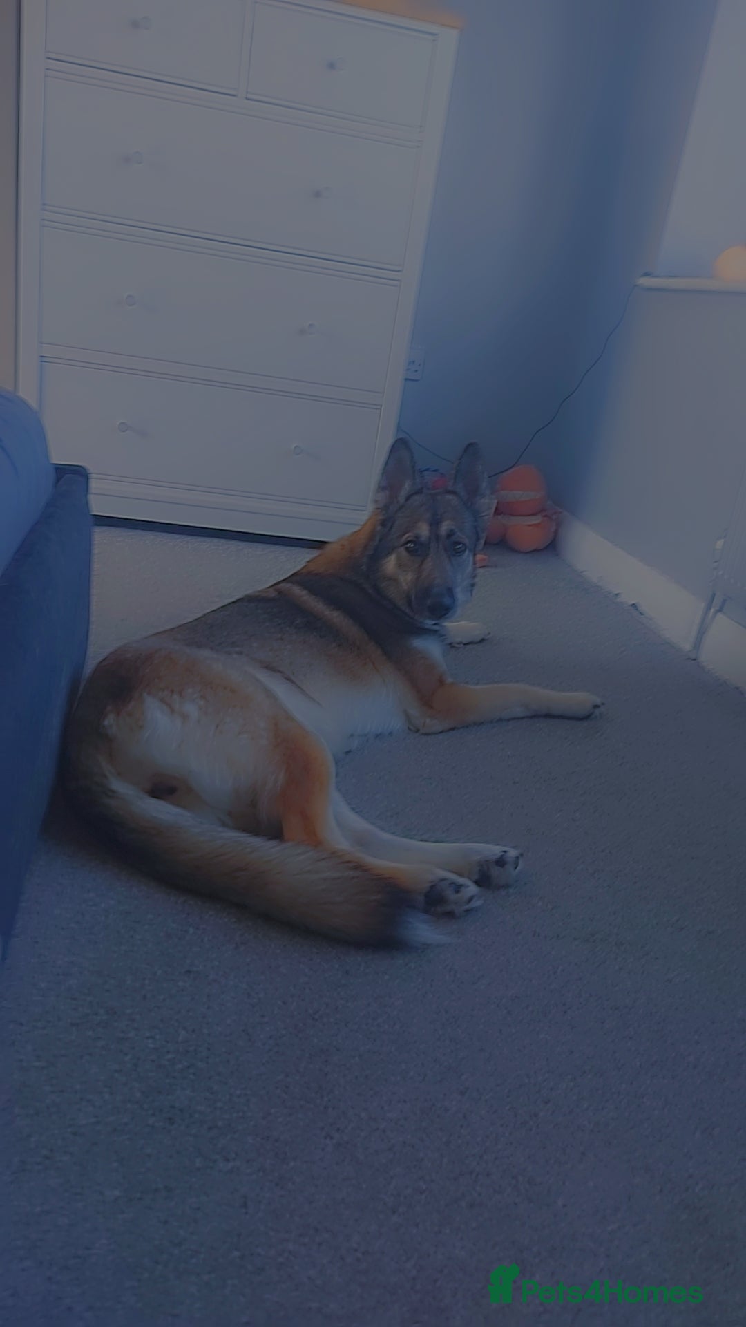 German Shepherd dogs for sale: Female German shepard  - Image 3
