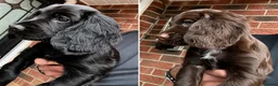 Cocker Spaniel dogs for sale: READY NOW Working (type) Cocker Spaniels KC Reg - Advert 1