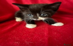 Mixed Breed cats for sale: Kittens - Image 2