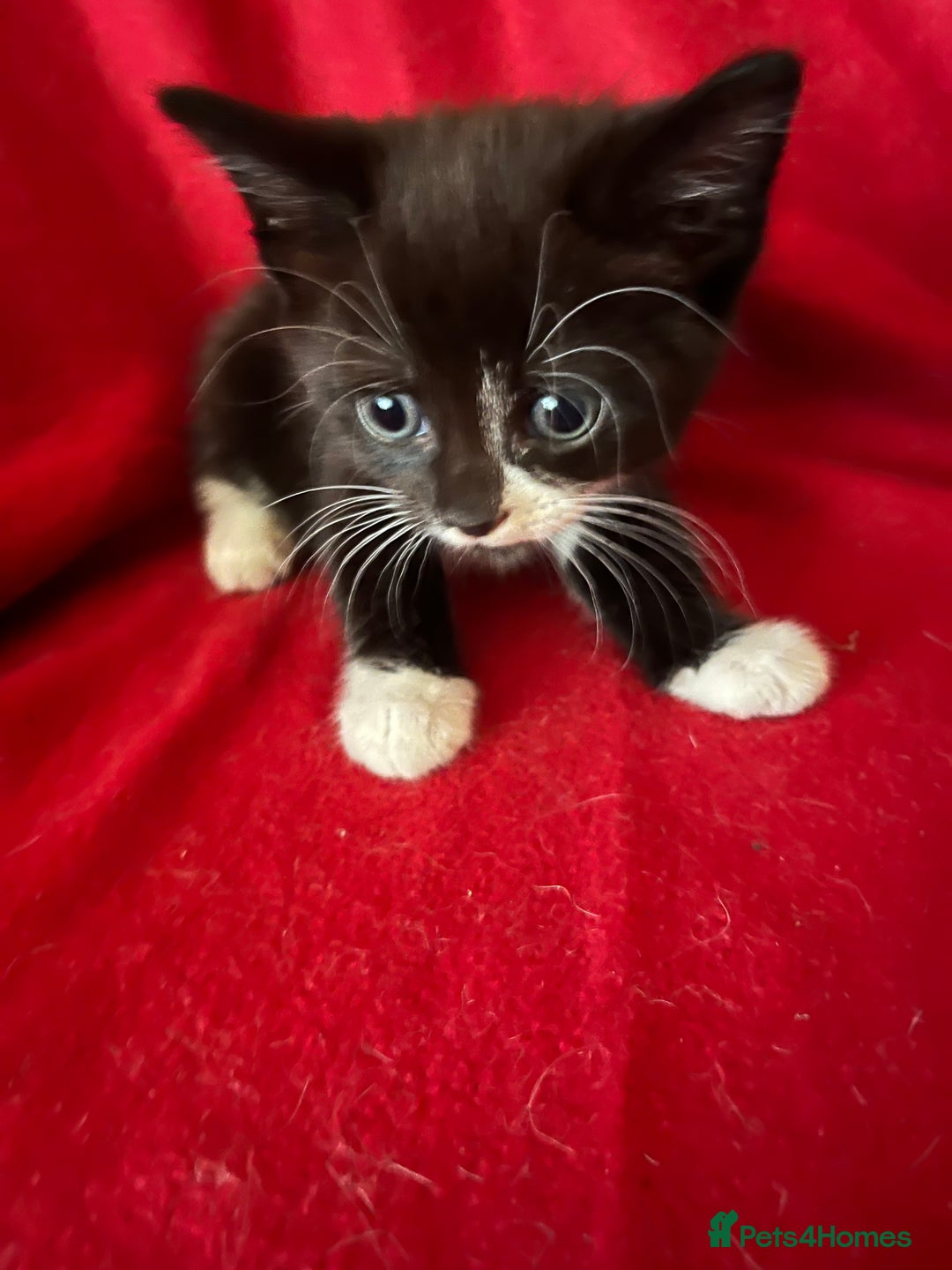 Mixed Breed cats for sale: Kittens - Image 2