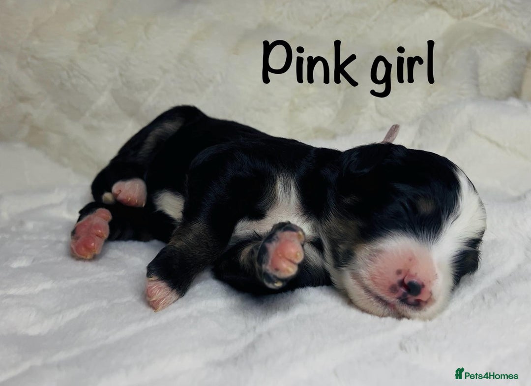 Bernedoodle dogs for sale: Exceptional F1 Bernedoodle Puppies - Advert 34