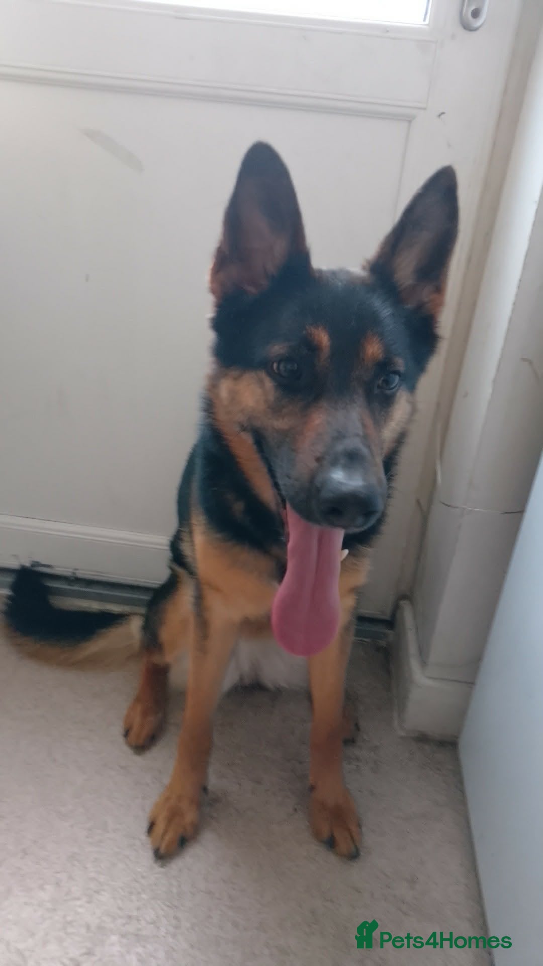 German Shepherd dogs Shadow  - Advert 1