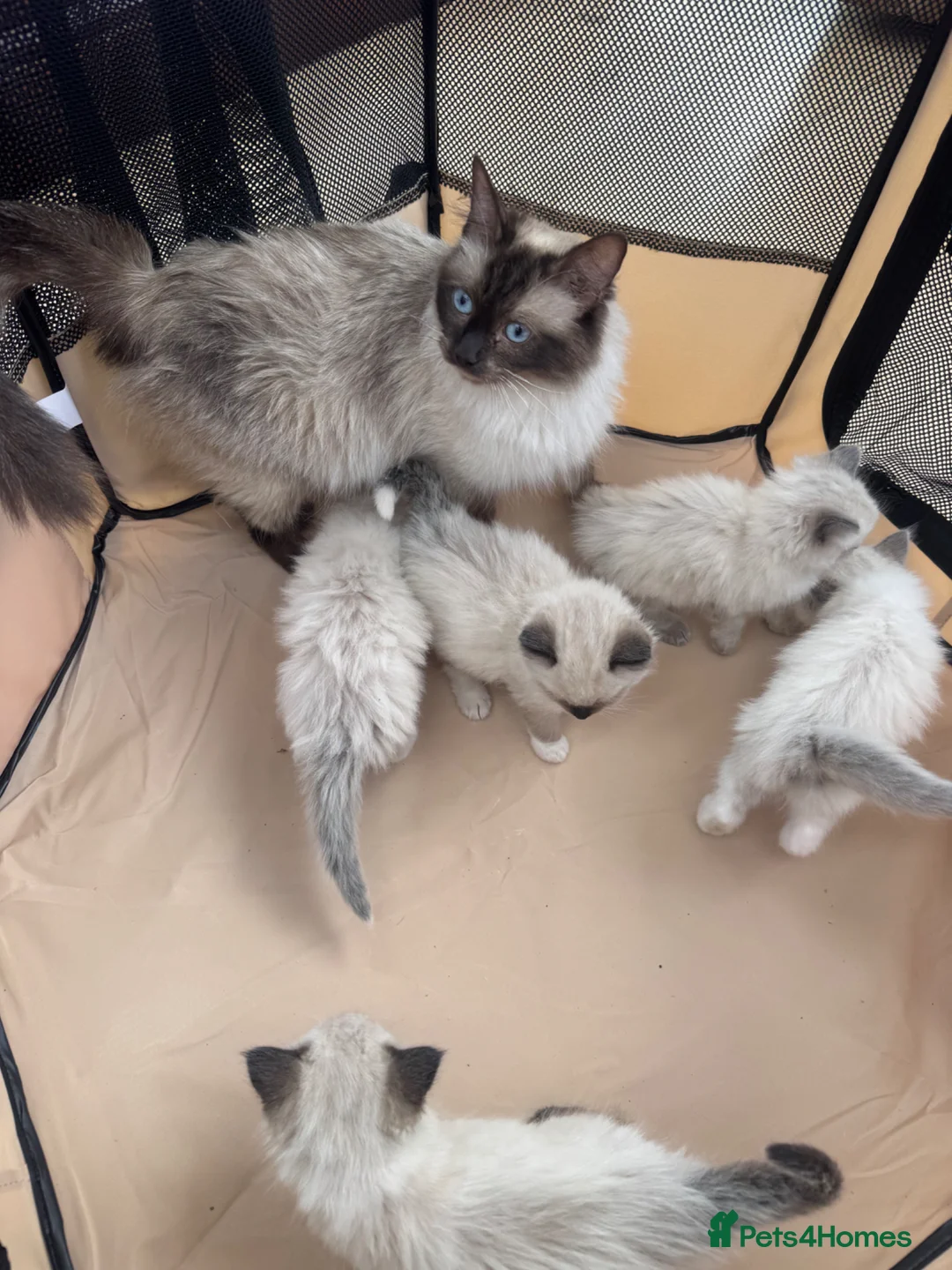 Ragdoll cats for sale: Ragdoll kittens  - Advert 1
