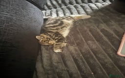 Norwegian Forest Cat cats for sale: Fluffy bundles of joy ready now  - Image 6