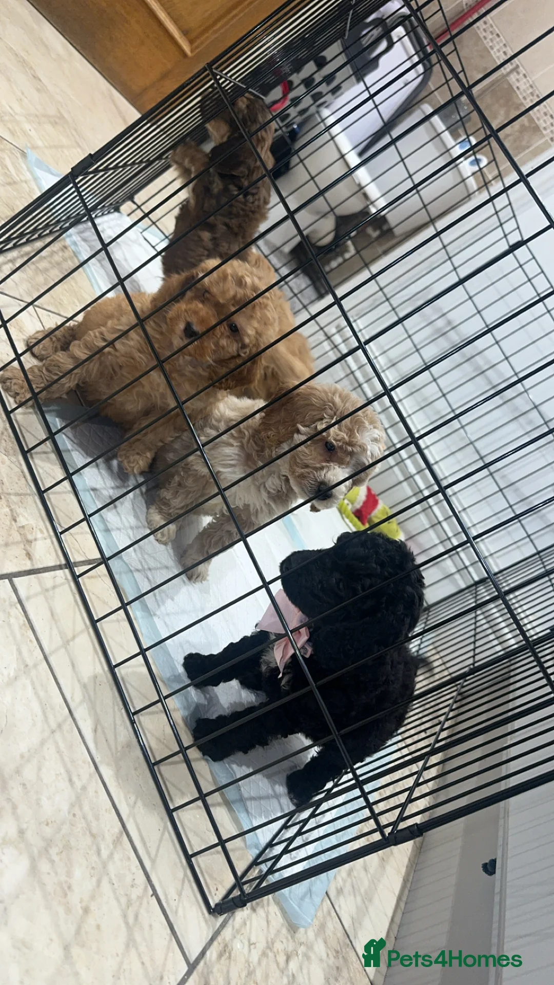 Cockapoo dogs for sale: Ready now!!Beautiful mini cockapoo puppy’s🩷🩵 - Advert 16