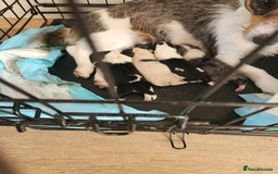 Jack Russell dogs for sale: Jack russell  - Image 8