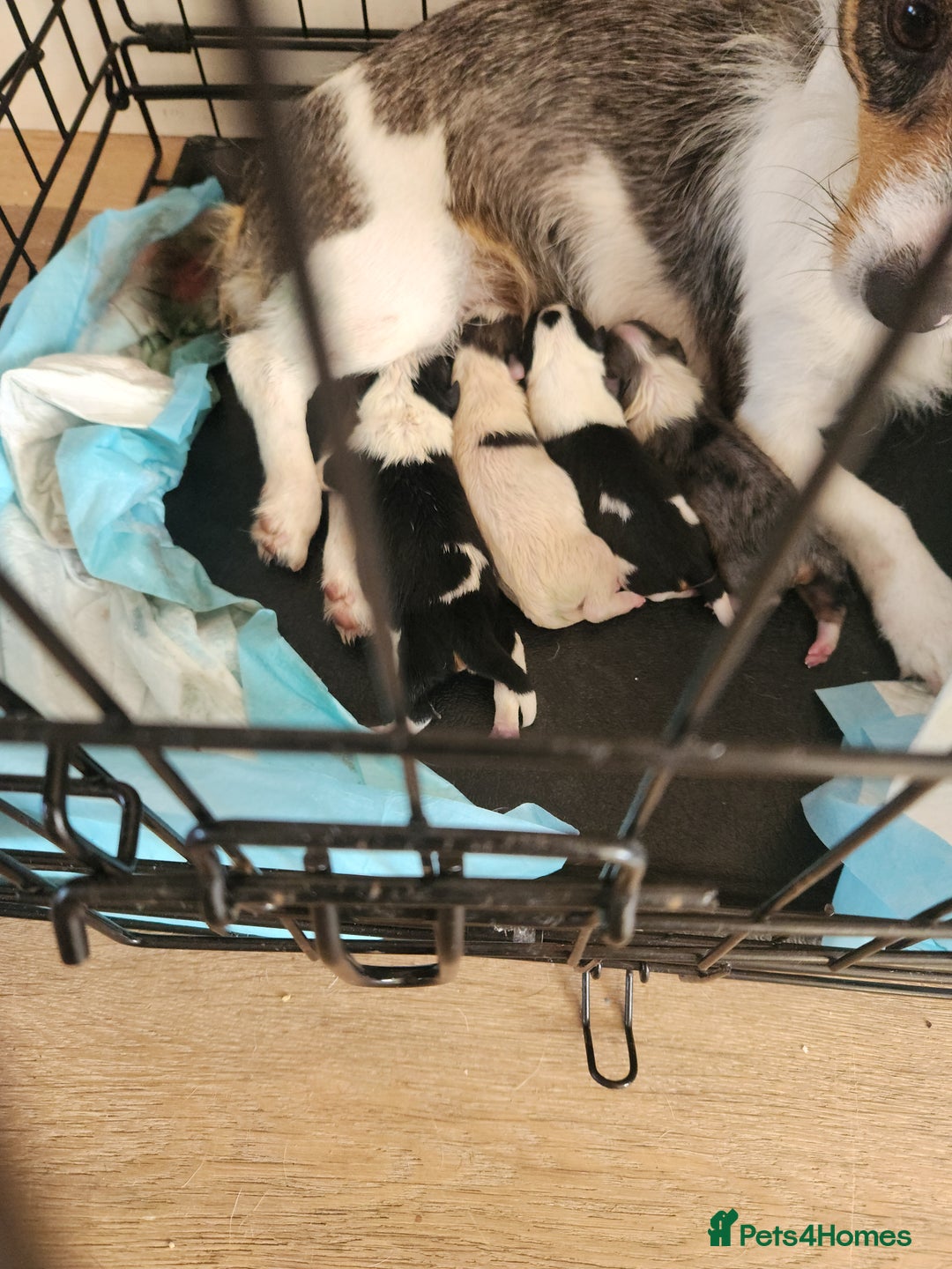 Jack Russell dogs for sale: Jack russell  - Image 8