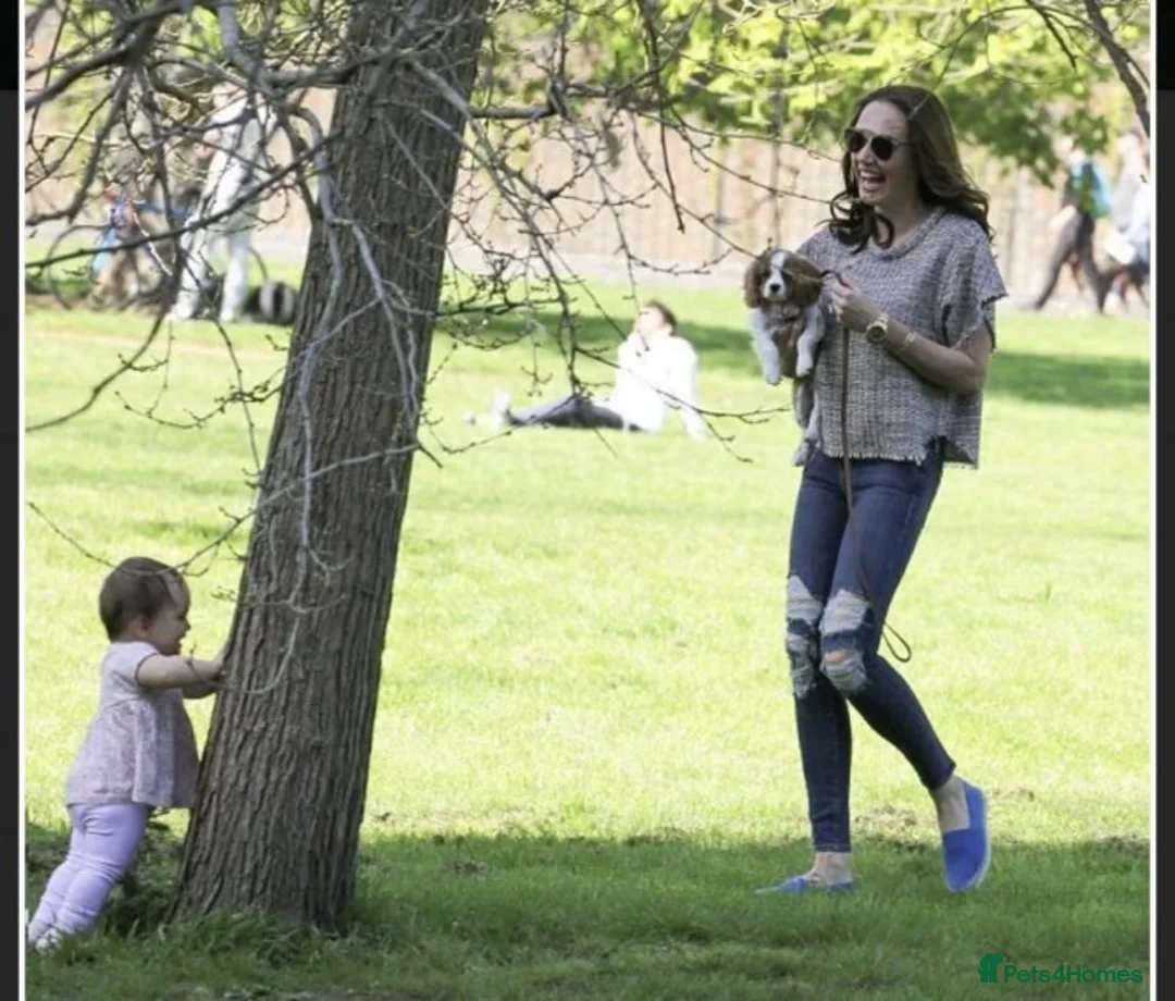 Cavalier King Charles Spaniel dogs for stud: Extensively Health Tested Cavalier King Charles Sp in Mansfield - Advert 35