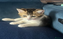 British Shorthair cats for sale: 2 beautiful kittens for sale - Image 2