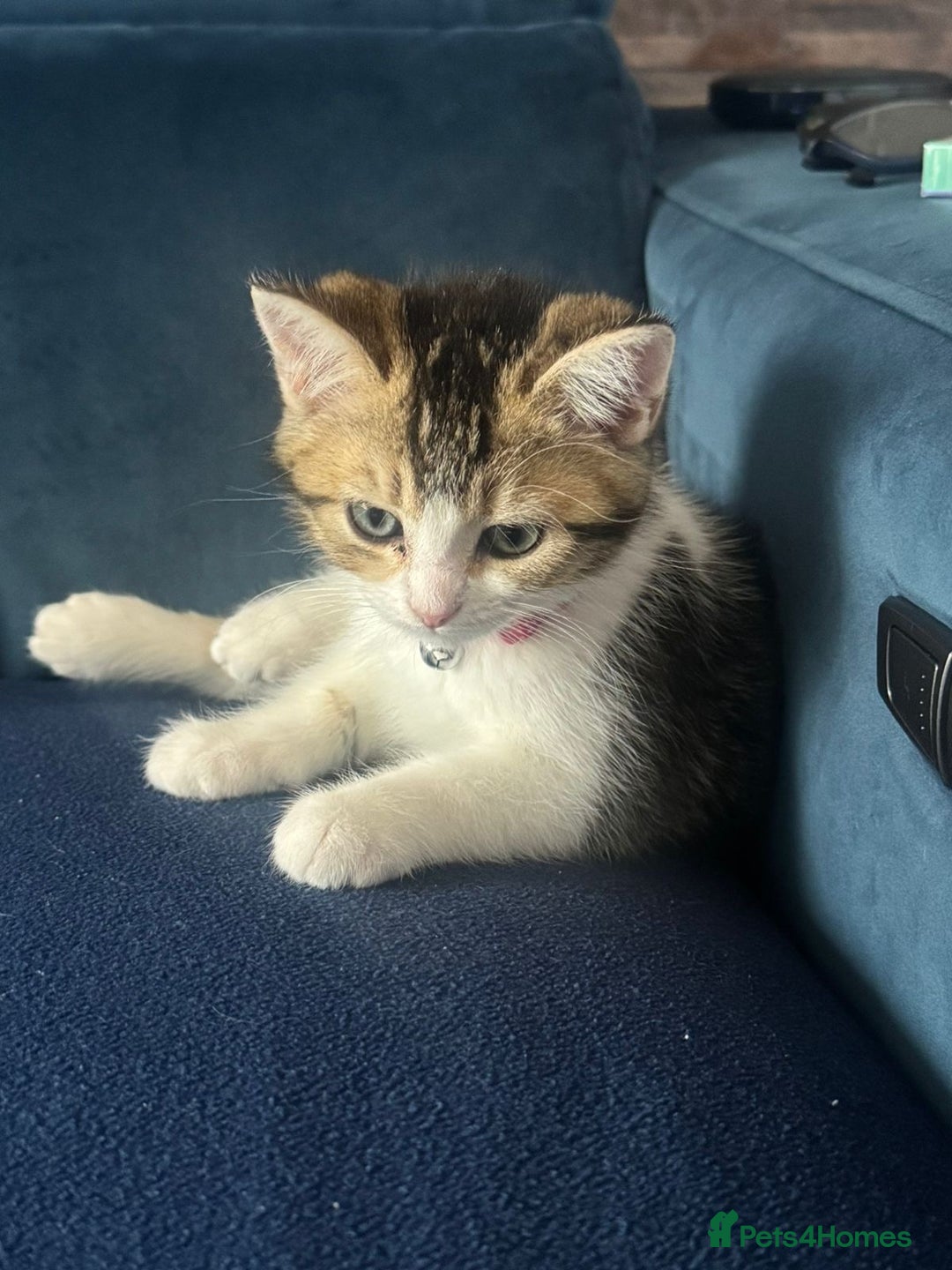 British Shorthair cats for sale: 2 beautiful kittens for sale - Image 2