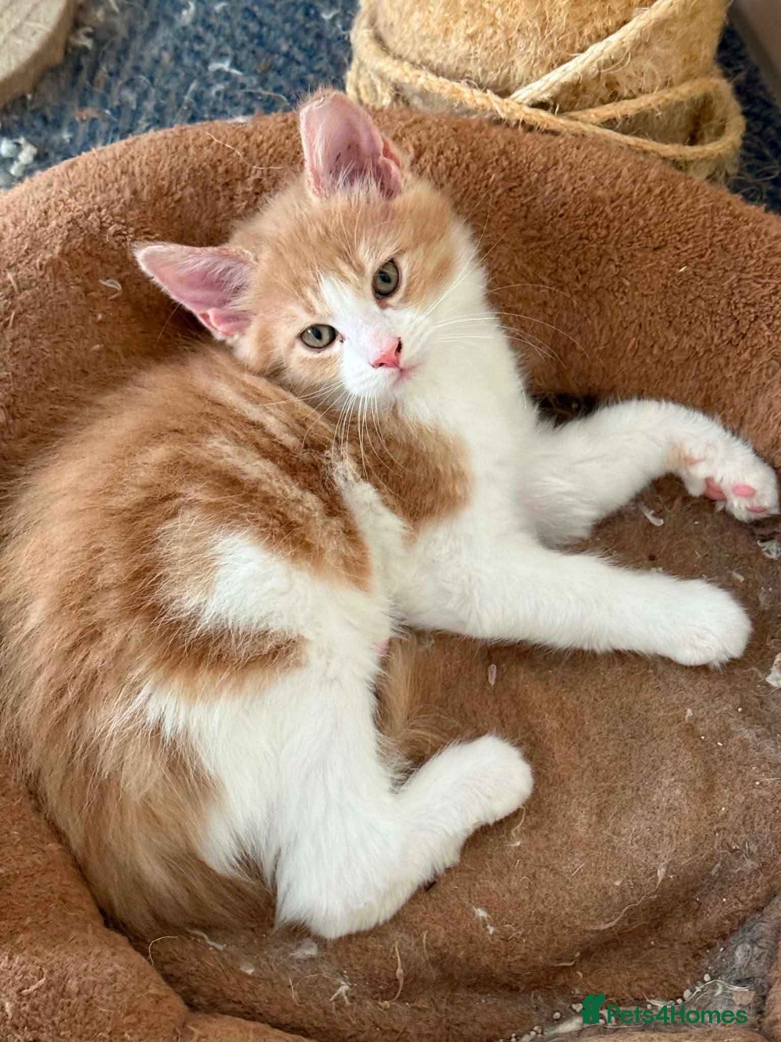 Maine Coon cats READY JULY TICA Maine Coon Kittens - Advert 13