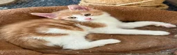 Maine Coon cats for sale: READY NOW Purebred Pedigree Maine Coon Kittens - Advert 1