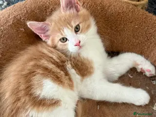 Maine Coon cats READY NOW Pedigree TICA Maine Coon Kittens - Advert 2