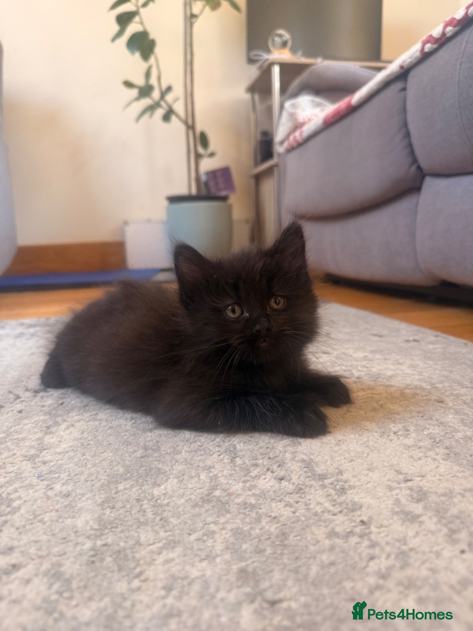 Mixed Breed cats 2 gorgeous long hair kittens ready for collection  - Advert 18