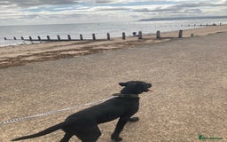 Labrador Retriever dogs for sale: 6 m/o male Labrador retriever  - Image 3