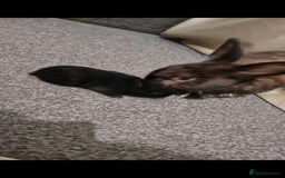 Lionhead rabbits for sale: Set of 3 baby bunnies - Image 5